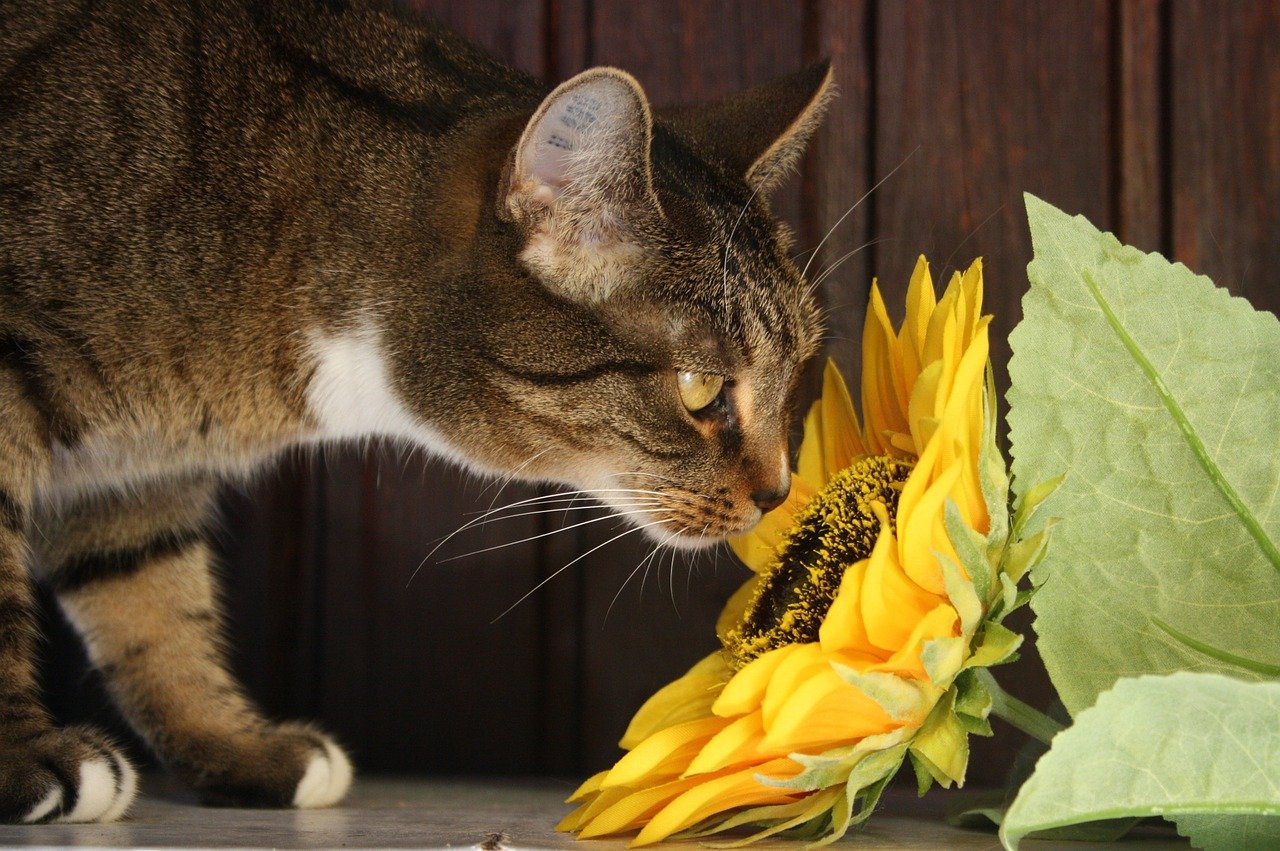 Iniciou a estação mais florida do ano: a primavera e a professora Dra. Maria de Fátima, comentou as principais doenças em gatos e cachorros nesta época do ano