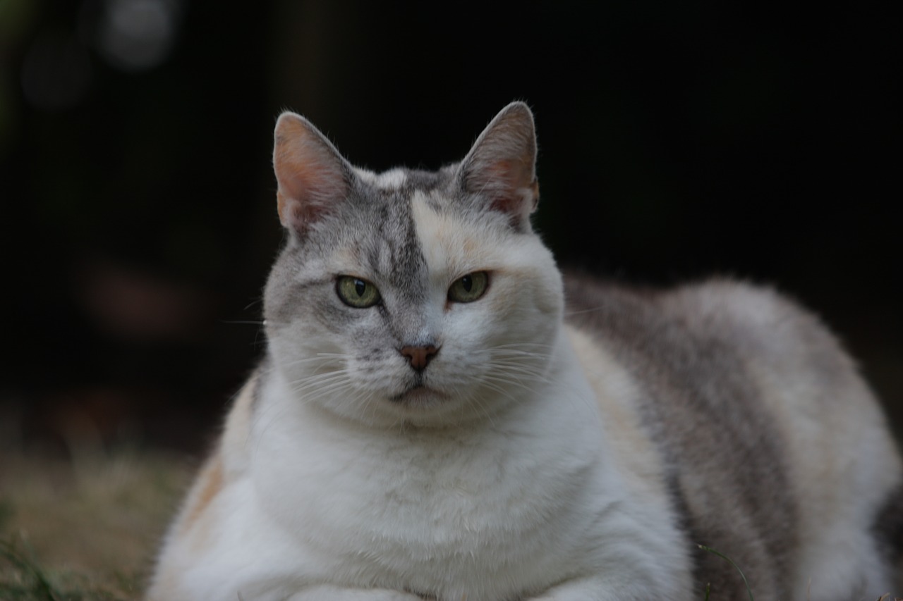 Obesidade - Animais gordinhos podem ser fofinhos, engraçados e sossegados, mas quando o tutor se dá conta de que essa condição traz prejuízo ao seu bem-estar e...