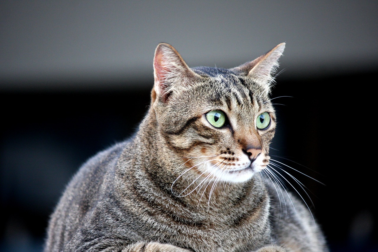 Obesidade - Animais gordinhos podem ser fofinhos, engraçados e sossegados, mas quando o tutor se dá conta de que essa condição traz prejuízo ao seu bem-estar e...