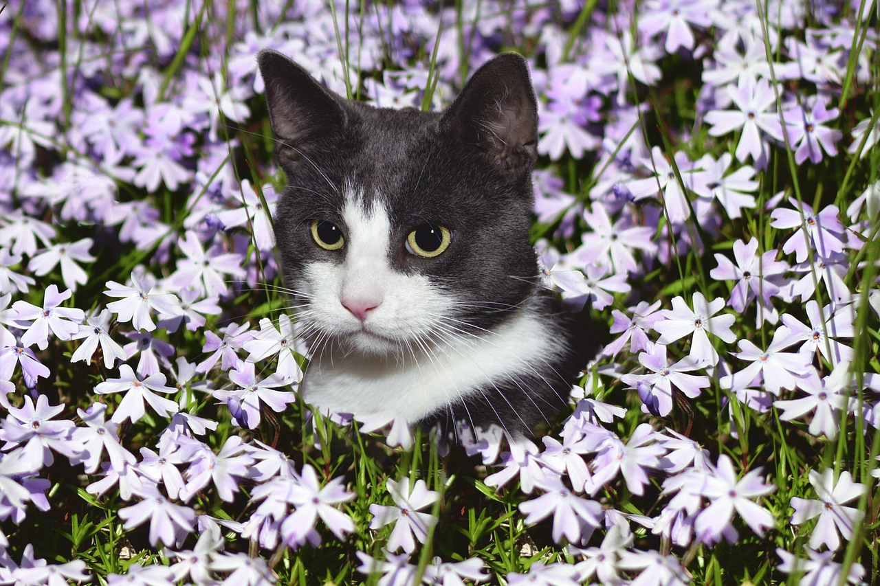 Iniciou a estação mais florida do ano: a primavera e a professora Dra. Maria de Fátima, comentou as principais doenças em gatos e cachorros nesta época do ano