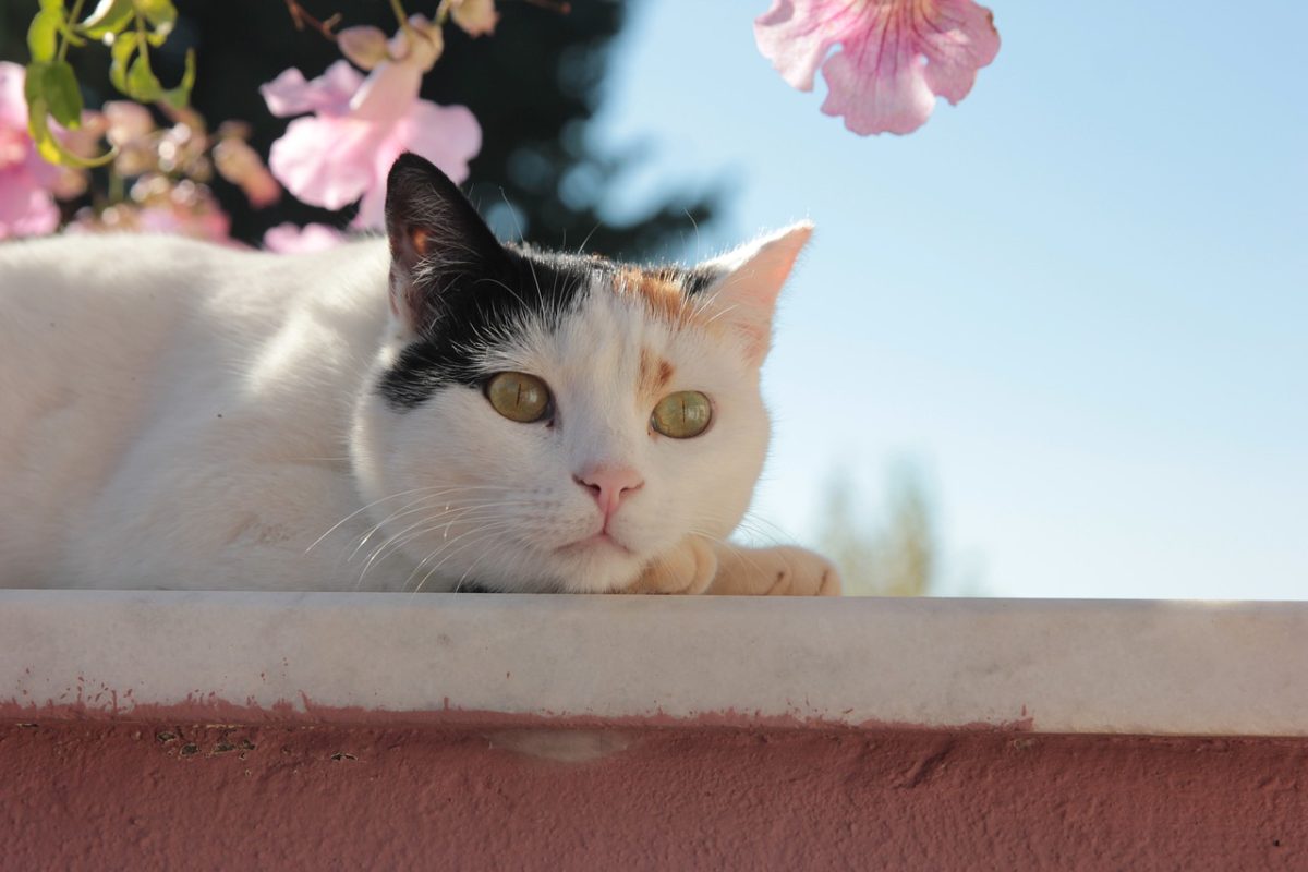 Iniciou a estação mais florida do ano: a primavera e a professora Dra. Maria de Fátima, comentou as principais doenças em gatos e cachorros nesta época do ano