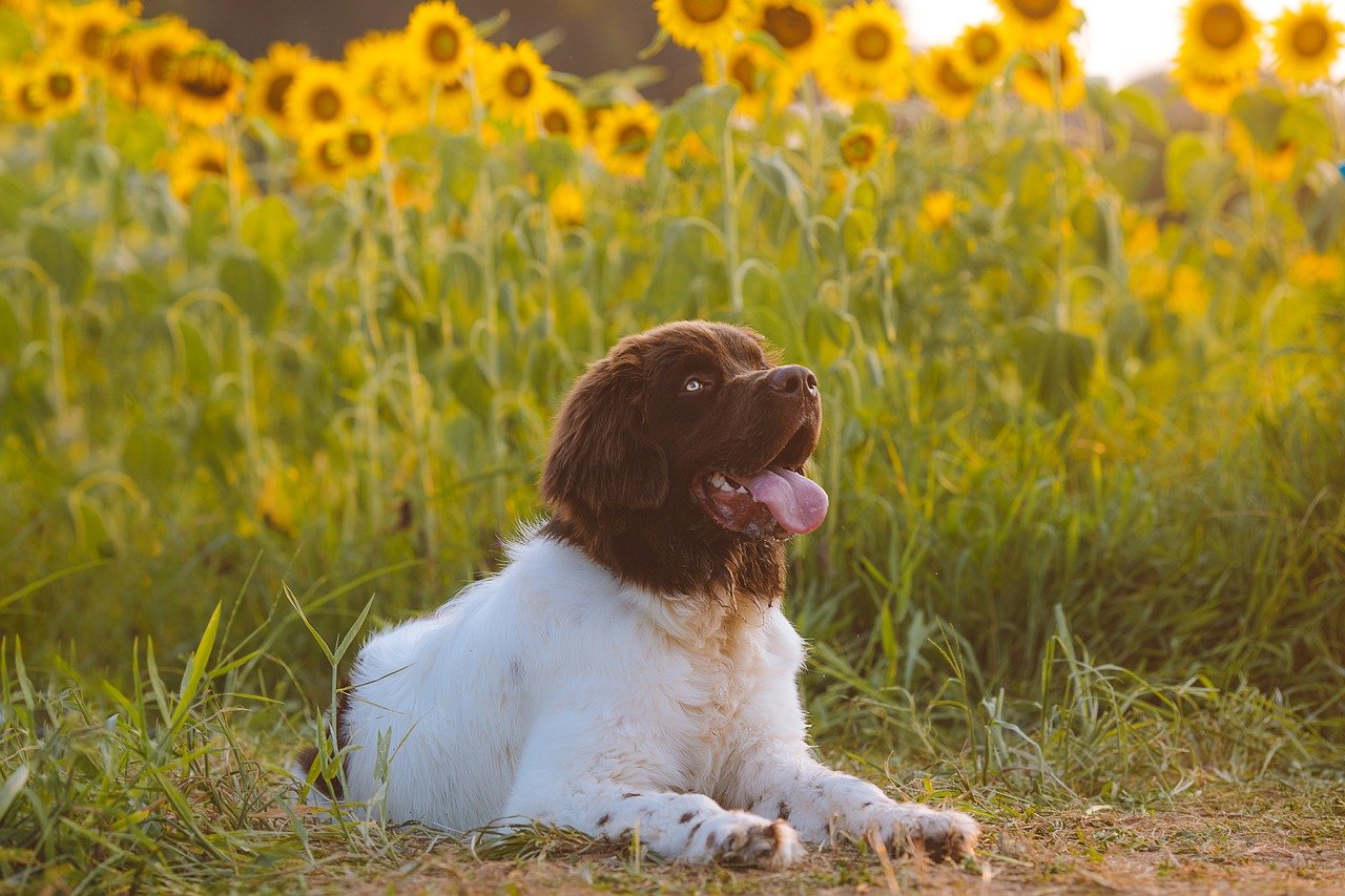 Iniciou a estação mais florida do ano: a primavera e a professora Dra. Maria de Fátima, comentou as principais doenças em gatos e cachorros nesta época do ano