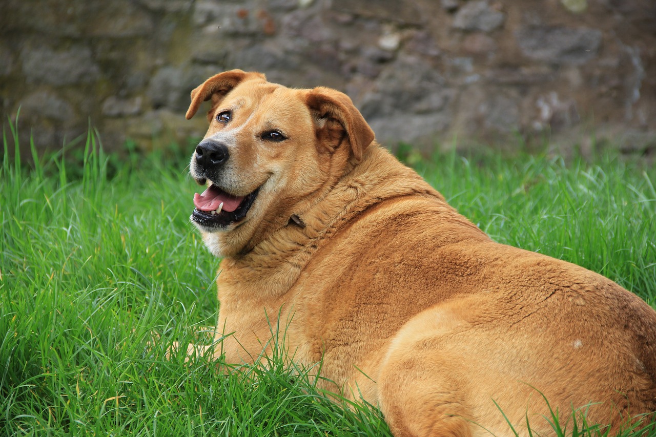 Obesidade - Animais gordinhos podem ser fofinhos, engraçados e sossegados, mas quando o tutor se dá conta de que essa condição traz prejuízo ao seu bem-estar e...