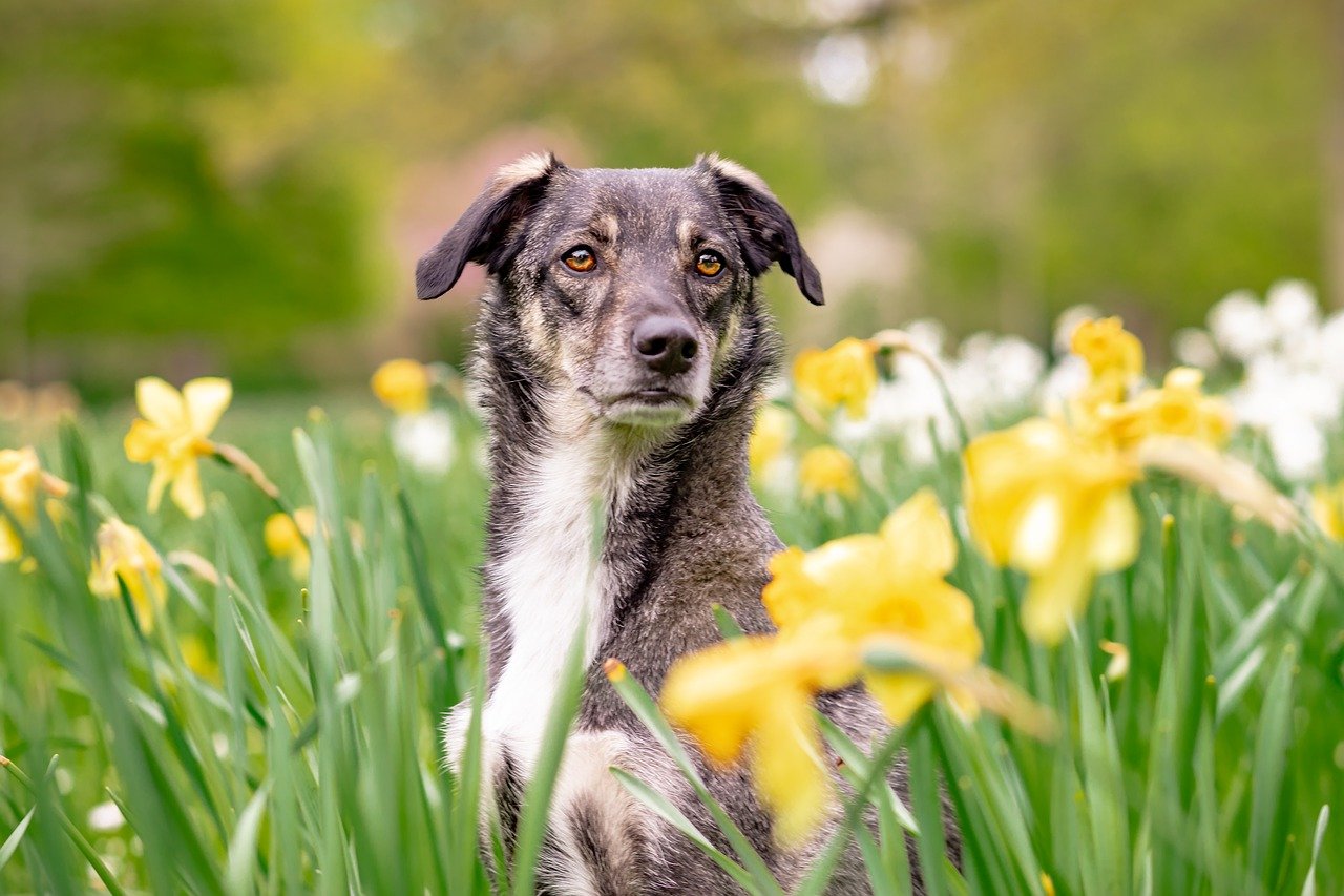 Iniciou a estação mais florida do ano: a primavera e a professora Dra. Maria de Fátima, comentou as principais doenças em gatos e cachorros nesta época do ano