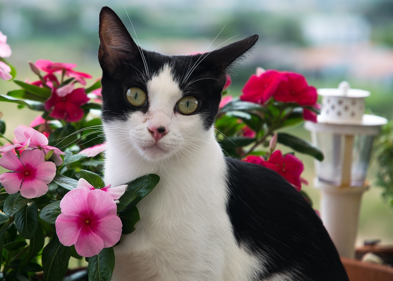 Iniciou a estação mais florida do ano: a primavera e a professora Dra. Maria de Fátima, comentou as principais doenças em gatos e cachorros nesta época do ano