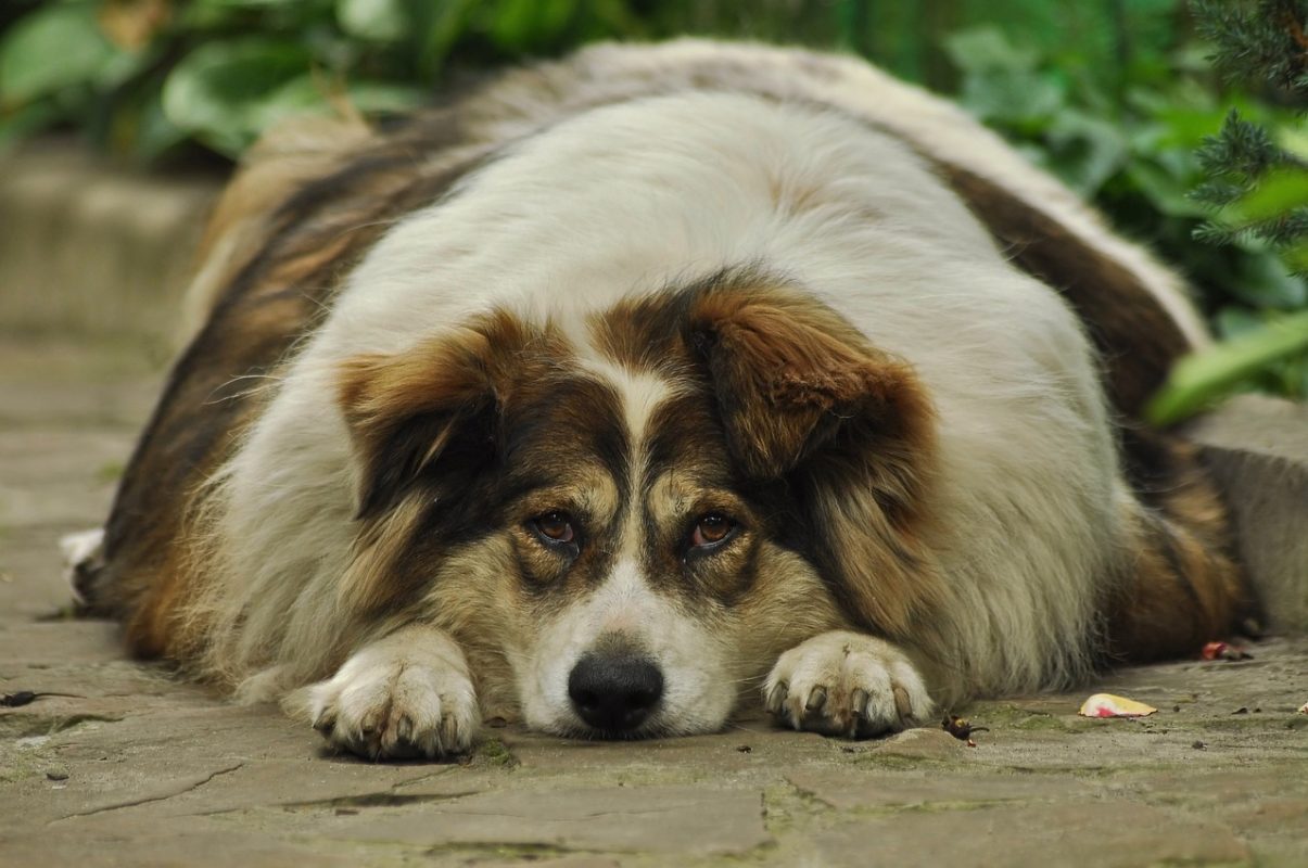 Obesidade - Animais gordinhos podem ser fofinhos, engraçados e sossegados, mas quando o tutor se dá conta de que essa condição traz prejuízo ao seu bem-estar e...