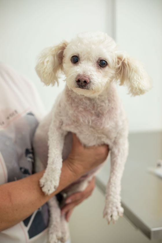 Prevenção de câncer de mama - A medicina-veterinária pega carona no Outubro Rosa e lança campanhas também para as fêmeas de cães e gatos. No Hospital Veterinário Taquaral (HVT), em Campinas, há duas veterinárias especializadas em oncologia animal