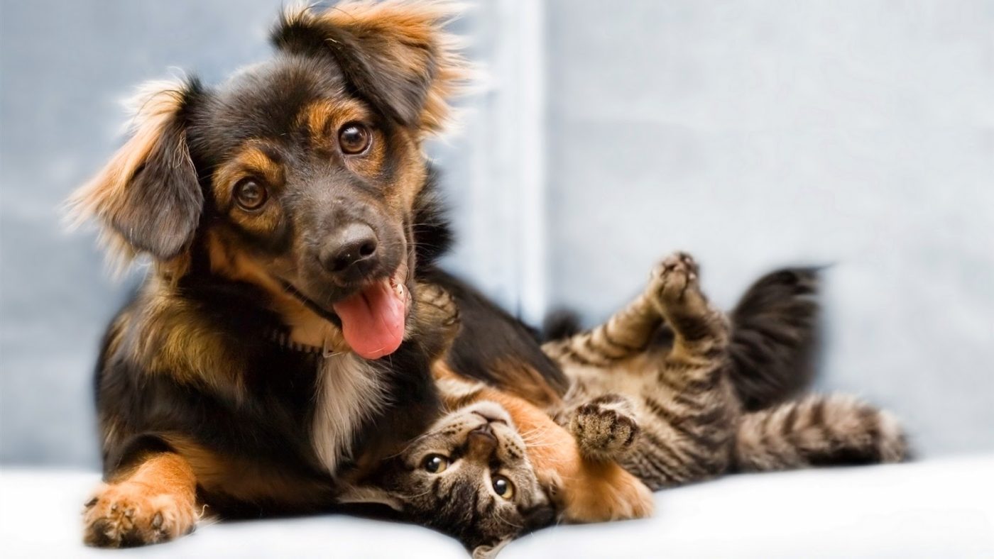 Alguns para fugir da solidão, outros para alegrarem seus filhos, mas o importante é que muitos animais foram resgatados, ganharam novos lares e isso aqueceu o mercado pet, um caminho sem volta, segundo especialistas.