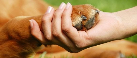 Dia do cão e Dia Internacional dos Animais - Nos últimos anos, a indústria de acessórios e alimentos para pet cresceu bastante. Especialistas dizem que o futuro é promissor e a perspectiva de crescimento gira em torno de 85% até 2026