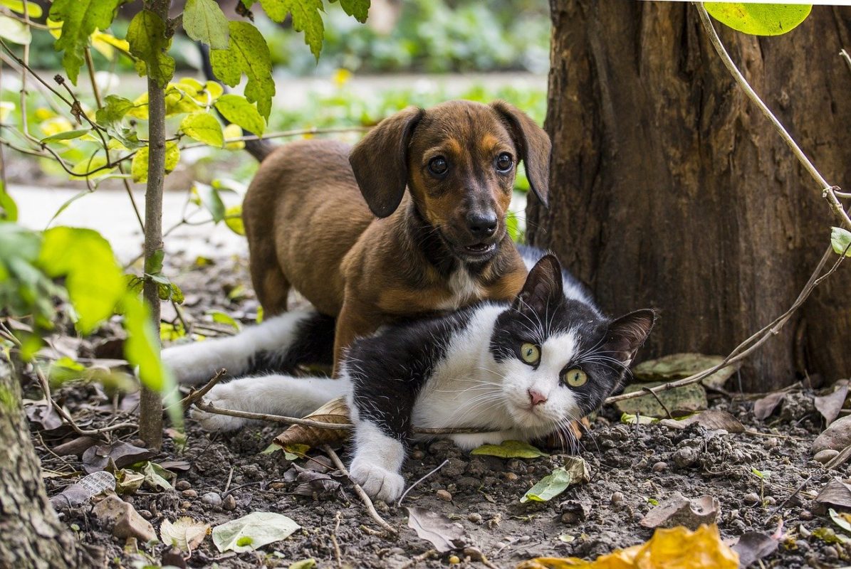 Prevenção de câncer de mama - A medicina-veterinária pega carona no Outubro Rosa e lança campanhas também para as fêmeas de cães e gatos. No Hospital Veterinário Taquaral (HVT), em Campinas, há duas veterinárias especializadas em oncologia animal