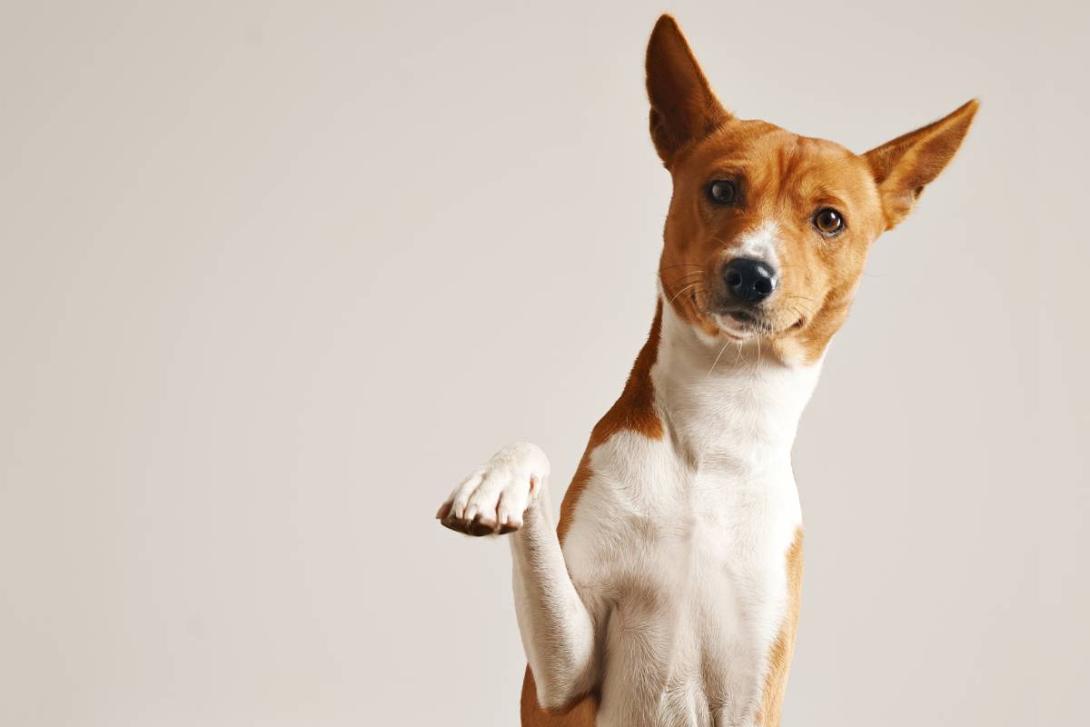 Recentemente os animais foram incluídos como autores de ações judiciais, de acordo com o Conjur. Nesse sentido, Andréia Bonifácio, pesquisadora em direito...