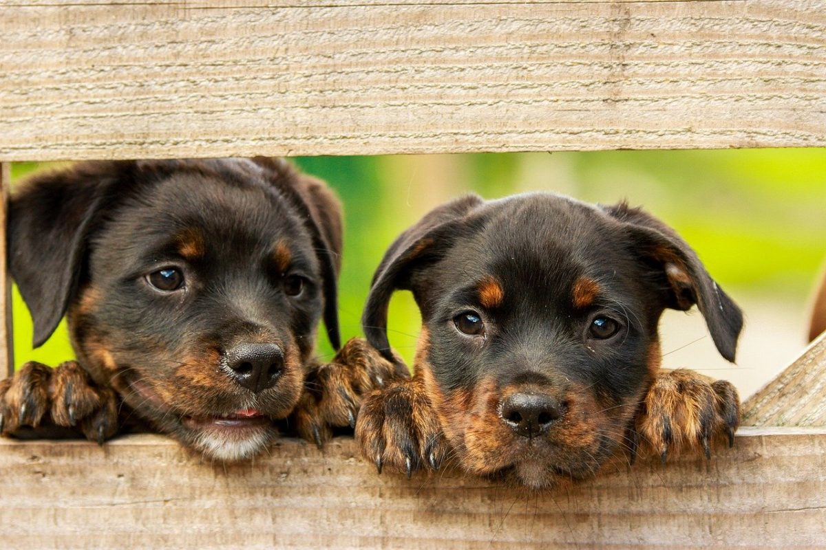 "Tinder dos pets e adotantes", PetPonto, está à frente de ação que levará cães e gatos resgatados para encontrar suas novas famílias no Shopping Center Norte...