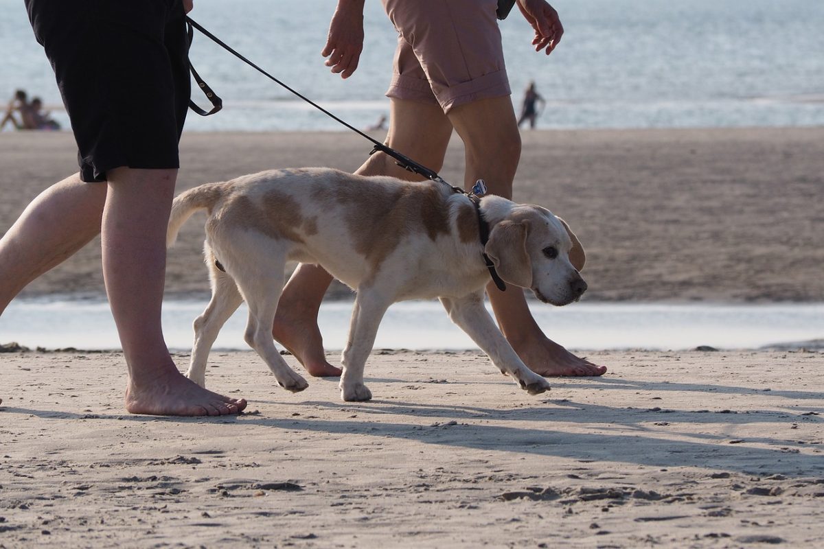 Quem tem cãozinho de estimação e leva o animal nas viagens da família tem agora mais um motivo para visitar a cidade de Santos (SP)