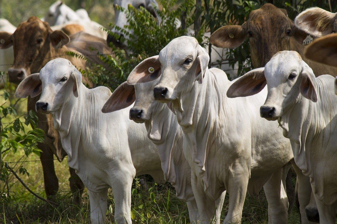 Há um mês do início do evento, associações e entidades do mercado de carne e leite reforçam o apoio institucional ao evento Pecuária 360º - Summit 2022, que..