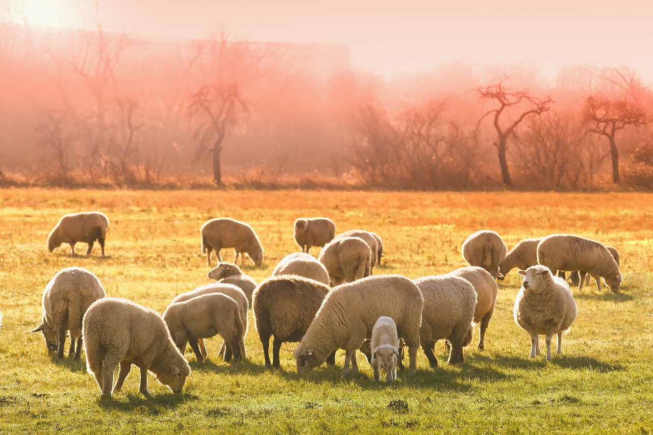 Há um mês do início do evento, associações e entidades do mercado de carne e leite reforçam o apoio institucional ao evento Pecuária 360º - Summit 2022, que..