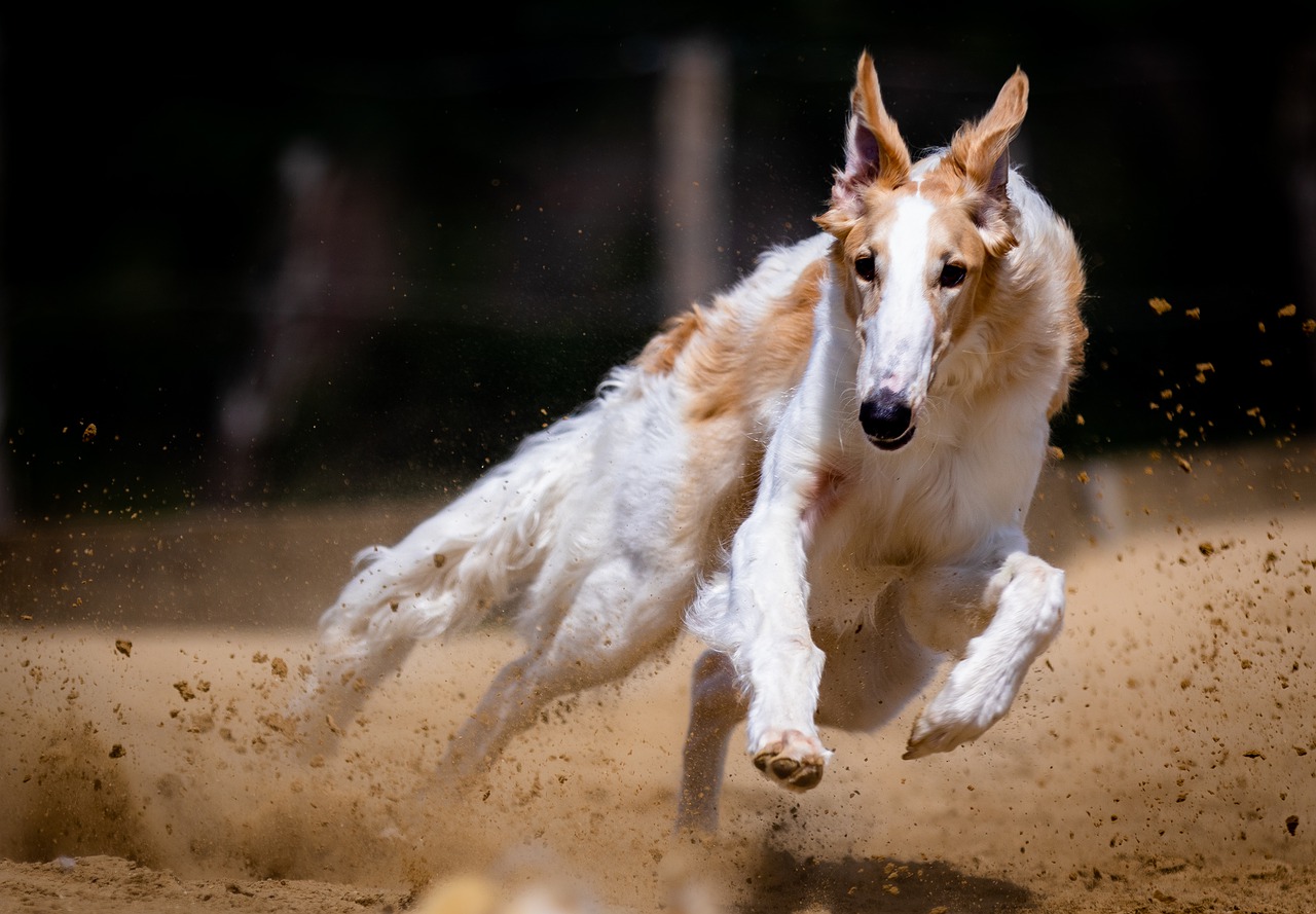 Podem ir aquecendo seus filhos porque, vem aí, a corrida Santander Track&Field Run Series, que inaugura o circuito com a Etapa Center Norte, no dia 03 de abril, domingo, a partir das 6 horas