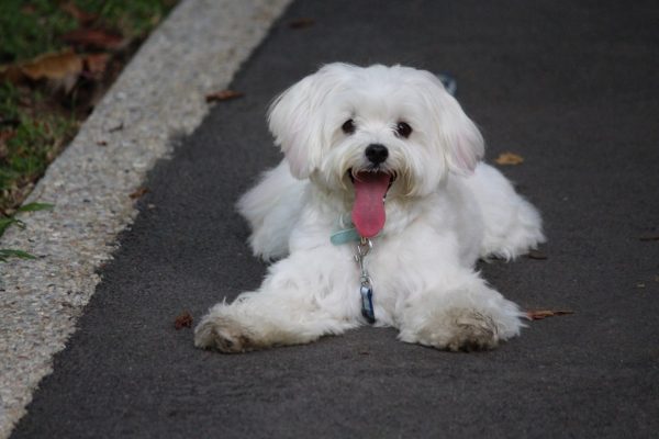 Você tem percebido que o seu cãozinho está tossindo com frequência? Cuidado, ele pode estar com colapso da traqueia! Trata-se de uma doença progressiva...