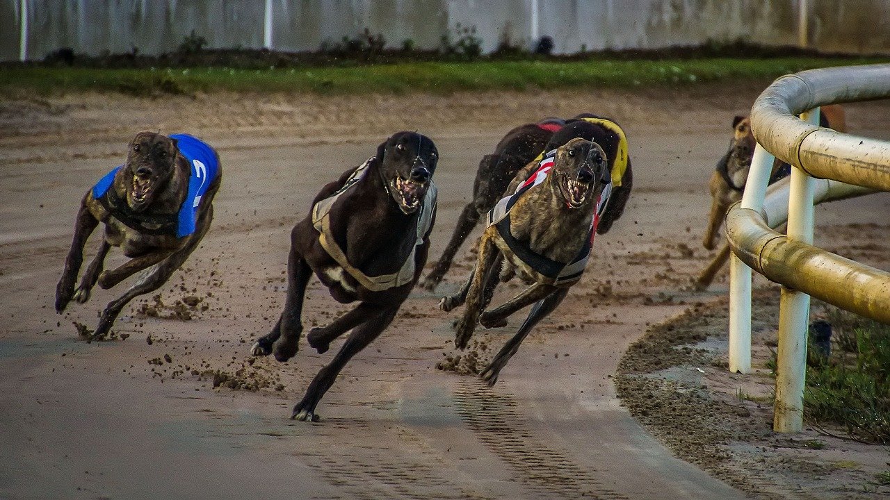 Podem ir aquecendo seus filhos porque, vem aí, a corrida Santander Track&Field Run Series, que inaugura o circuito com a Etapa Center Norte, no dia 03 de abril, domingo, a partir das 6 horas