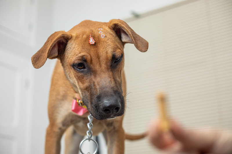 O mercado pet vem se modificando radicalmente nas últimas décadas. O cão que ficava restrito ao quintal para proteger a casa, agora dorme no quarto com os donos