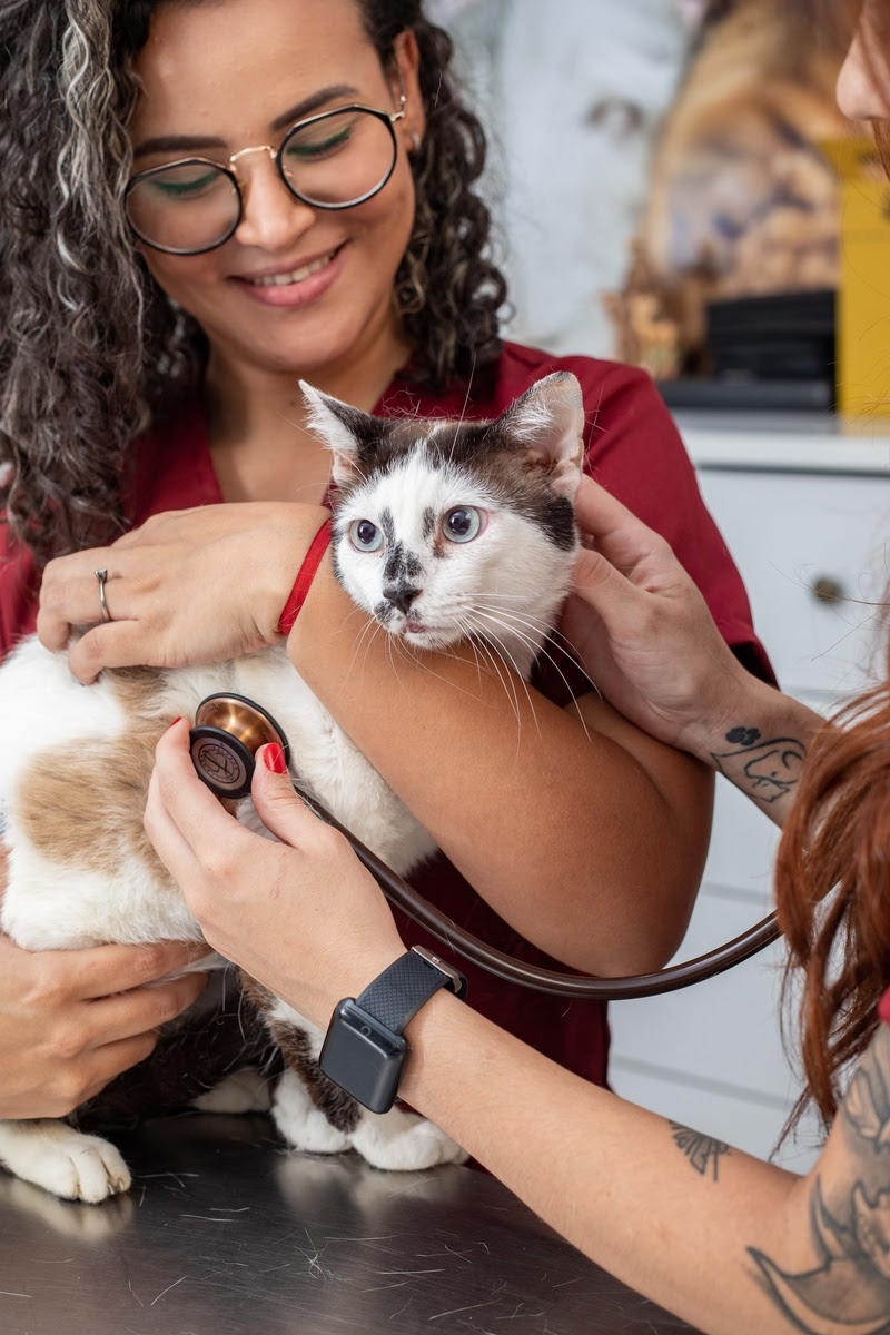 O mercado pet vem se modificando radicalmente nas últimas décadas. O cão que ficava restrito ao quintal para proteger a casa, agora dorme no quarto com os donos