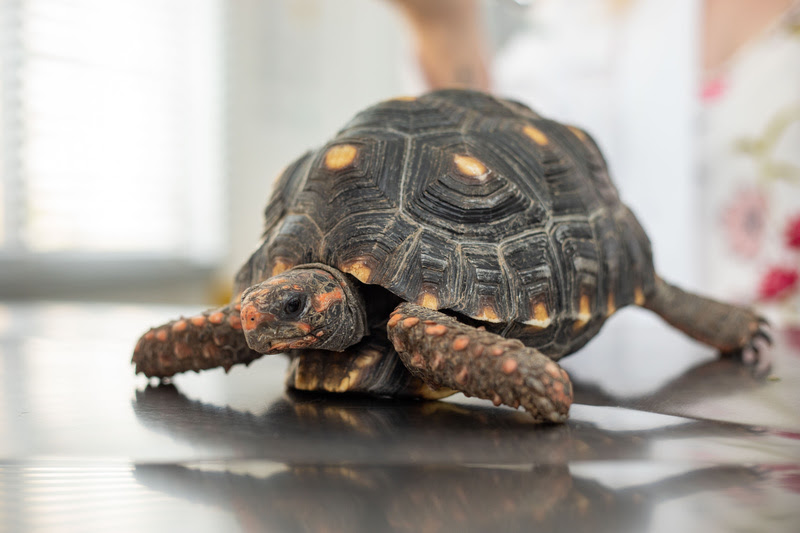 O mercado pet vem se modificando radicalmente nas últimas décadas. O cão que ficava restrito ao quintal para proteger a casa, agora dorme no quarto com os donos