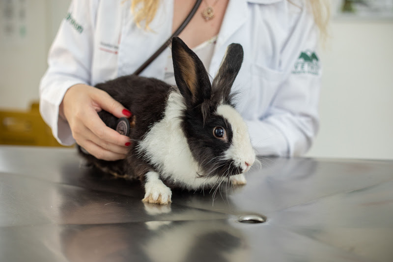 O mercado pet vem se modificando radicalmente nas últimas décadas. O cão que ficava restrito ao quintal para proteger a casa, agora dorme no quarto com os donos