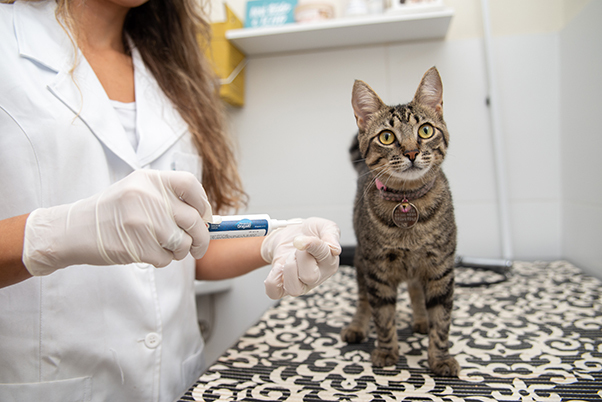 Os gatos foram domesticados há cerca de 10 mil anos, mas ainda carregam o instinto dos seus antepassados, que viviam vulneráveis em florestas e precisavam...