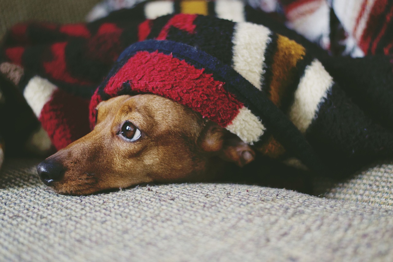 Saúde do Pet - O que é melhor: o calor ou o frio? Basta lançar a pergunta em uma roda de conversa para que a polêmica comece. E não adianta insistir no...