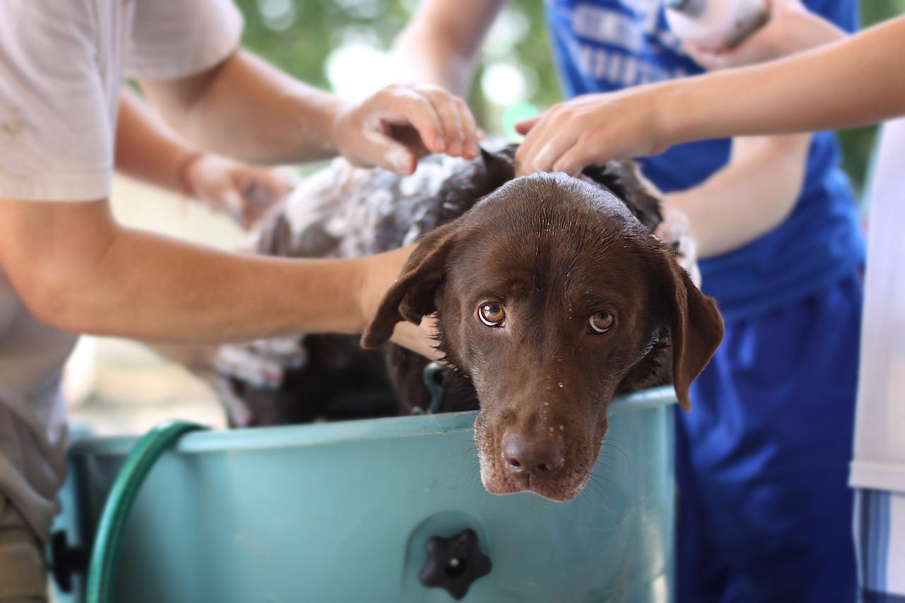 Saúde do Pet - O que é melhor: o calor ou o frio? Basta lançar a pergunta em uma roda de conversa para que a polêmica comece. E não adianta insistir no...