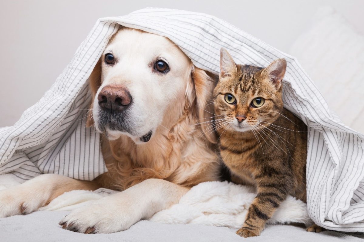 Saúde do Pet - O que é melhor: o calor ou o frio? Basta lançar a pergunta em uma roda de conversa para que a polêmica comece. E não adianta insistir no...