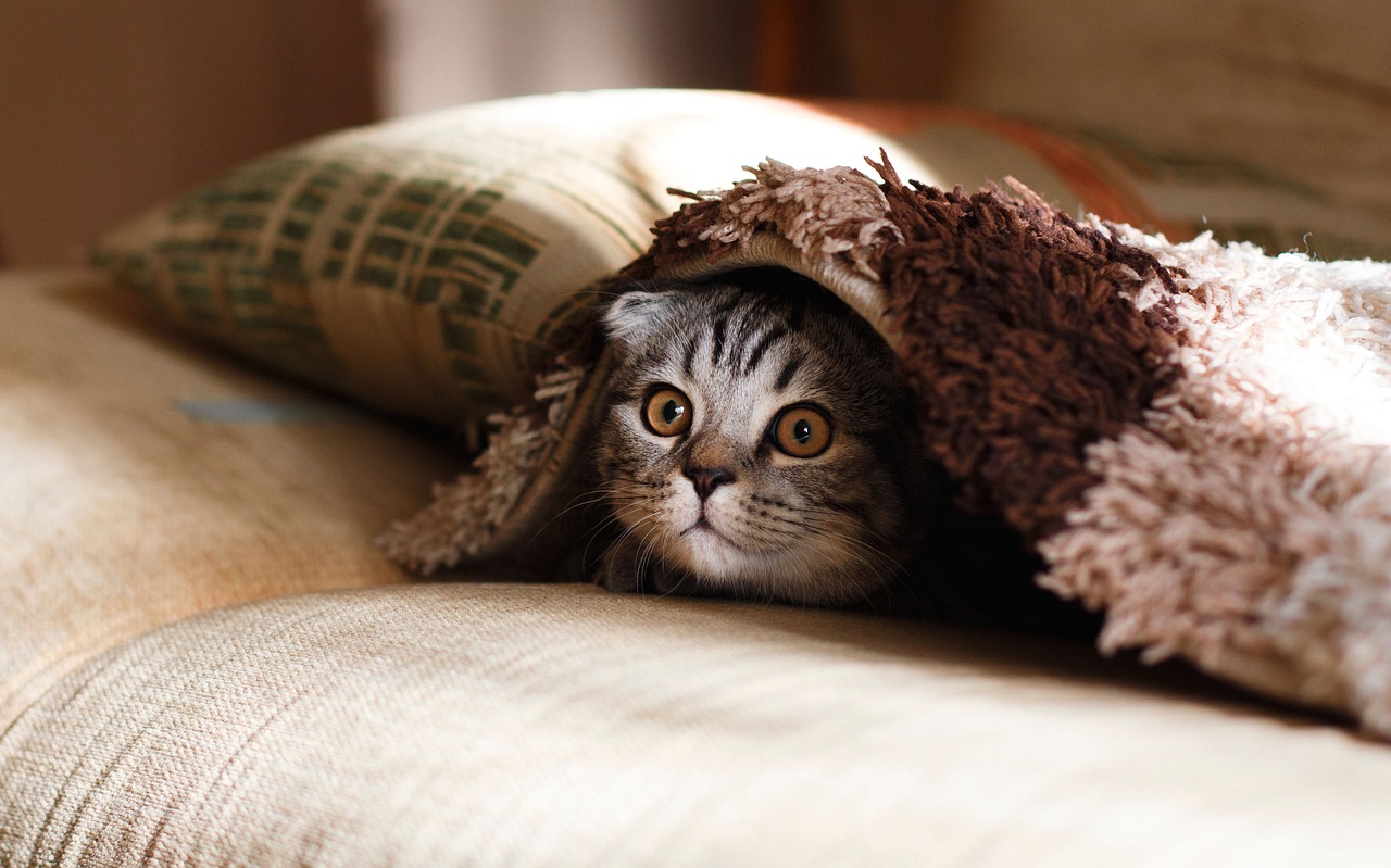 Saúde do Pet - O que é melhor: o calor ou o frio? Basta lançar a pergunta em uma roda de conversa para que a polêmica comece. E não adianta insistir no...