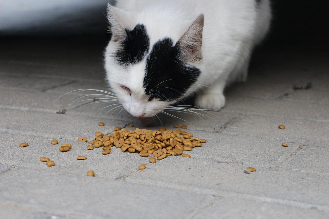 Os tutores de pets estão sempre atentos às últimas novidades que prometem melhorar a qualidade de vida, a saúde e, claro, a longevidade dos animais de companhia