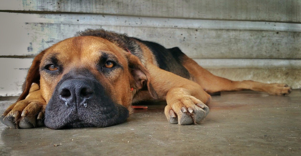 Se por um lado a crise provocada pela pandemia do coronavírus aumentou o número de animais de companhia nos lares brasileiros, de outro, o cuidado com a...