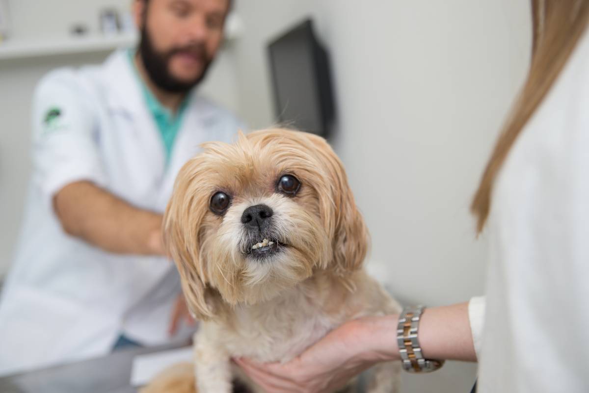 Pets - Assim como os humanos, cães e gatos também têm a saúde afetada pelas temperaturas mais baixas. Por isso, as dicas sobre uso de roupinhas, caminhas e...