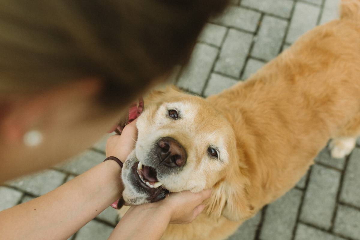 Pets - Assim como os humanos, cães e gatos também têm a saúde afetada pelas temperaturas mais baixas. Por isso, as dicas sobre uso de roupinhas, caminhas e...