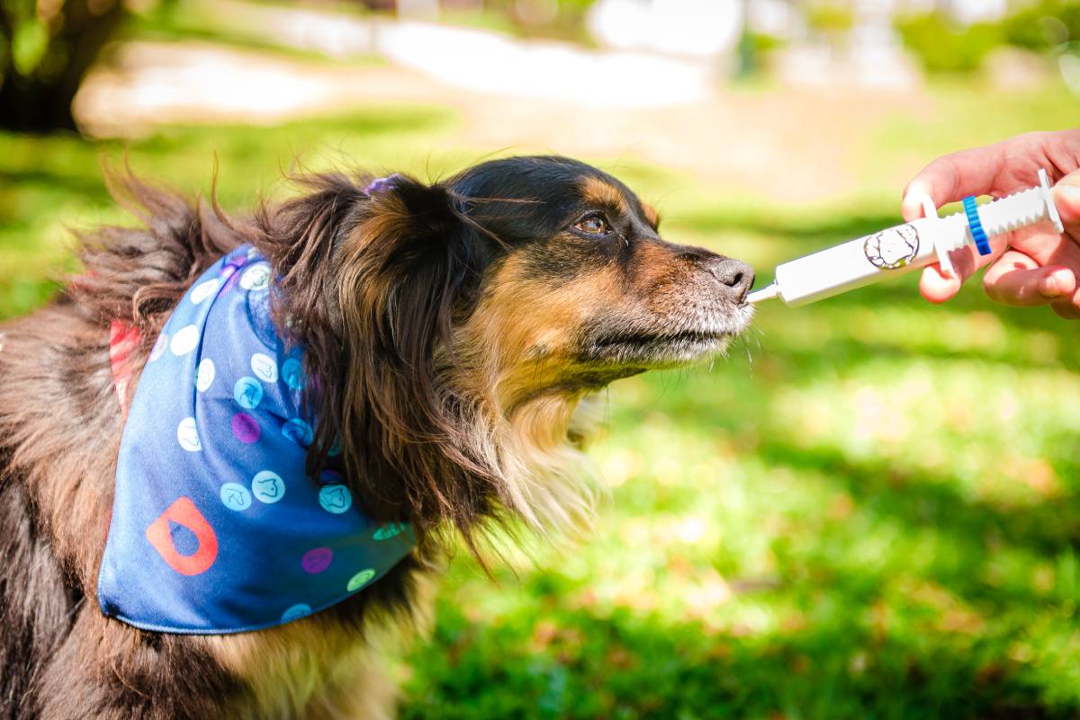 Pets - Assim como os humanos, cães e gatos também têm a saúde afetada pelas temperaturas mais baixas. Por isso, as dicas sobre uso de roupinhas, caminhas e...