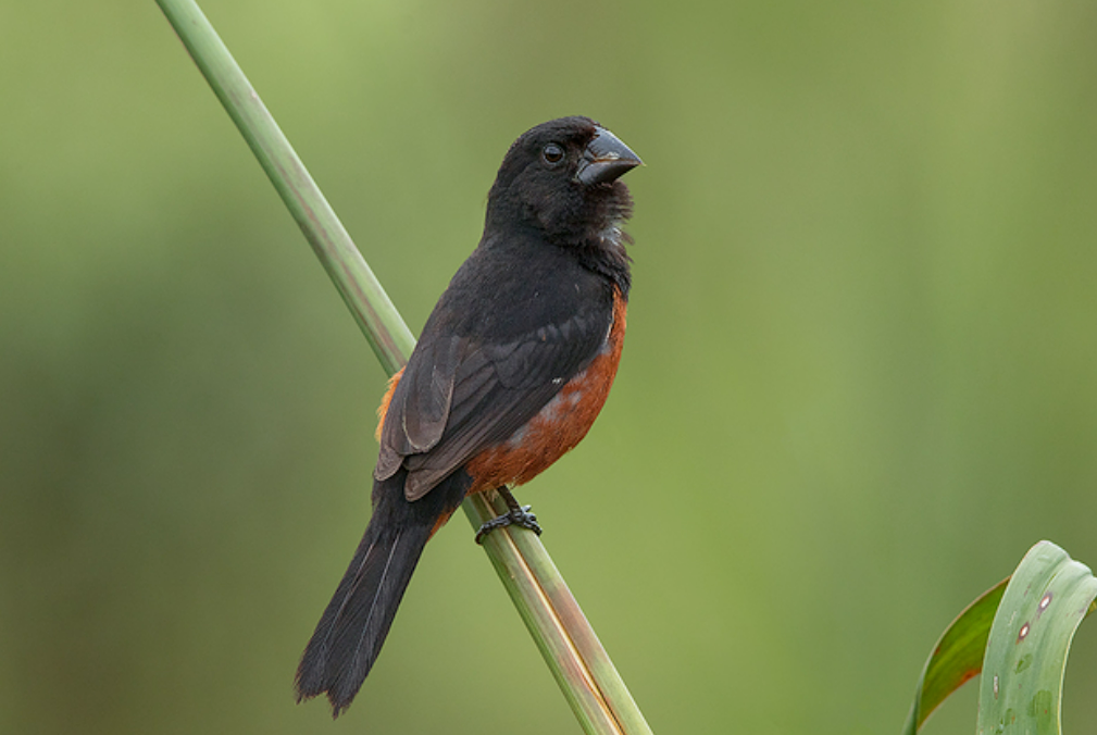 Os curiós são pássaros populares por seu canto muito próprio, bonito e melódico. É uma ave da família Thraupidae e, apesar do nome científico sporophila...