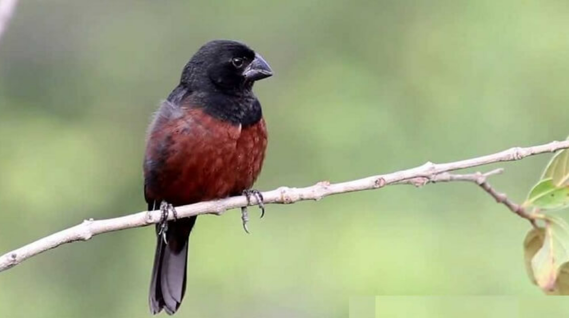 Os curiós são pássaros populares por seu canto muito próprio, bonito e melódico. É uma ave da família Thraupidae e, apesar do nome científico sporophila...