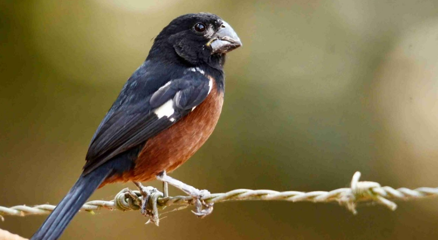 Os curiós são pássaros populares por seu canto muito próprio, bonito e melódico. É uma ave da família Thraupidae e, apesar do nome científico sporophila...