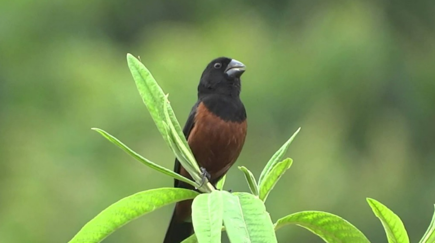 Os curiós são pássaros populares por seu canto muito próprio, bonito e melódico. É uma ave da família Thraupidae e, apesar do nome científico sporophila...