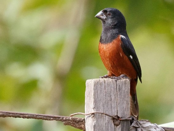 Os curiós são pássaros populares por seu canto muito próprio, bonito e melódico. É uma ave da família Thraupidae e, apesar do nome científico sporophila...