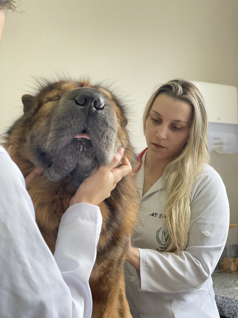 "Licença PETernidade" - Uma ação criada pela Petz -- uma rede brasileira de pet shops -- no ano passado para estimular a adoção de cães e gatos tem sido...