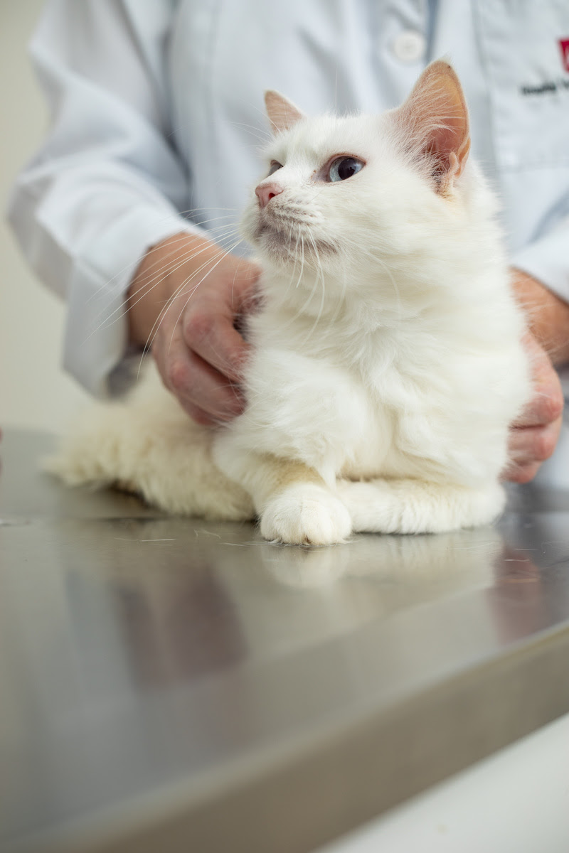 "Licença PETernidade" - Uma ação criada pela Petz -- uma rede brasileira de pet shops -- no ano passado para estimular a adoção de cães e gatos tem sido...