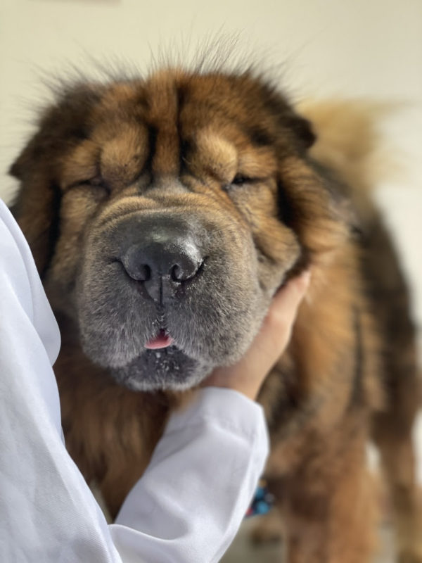 "Licença PETernidade" - Uma ação criada pela Petz -- uma rede brasileira de pet shops -- no ano passado para estimular a adoção de cães e gatos tem sido...