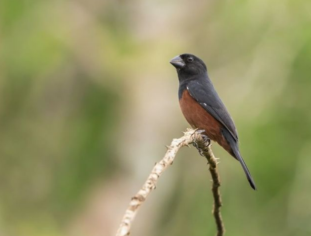 Os curiós são pássaros populares por seu canto muito próprio, bonito e melódico. É uma ave da família Thraupidae e, apesar do nome científico sporophila...