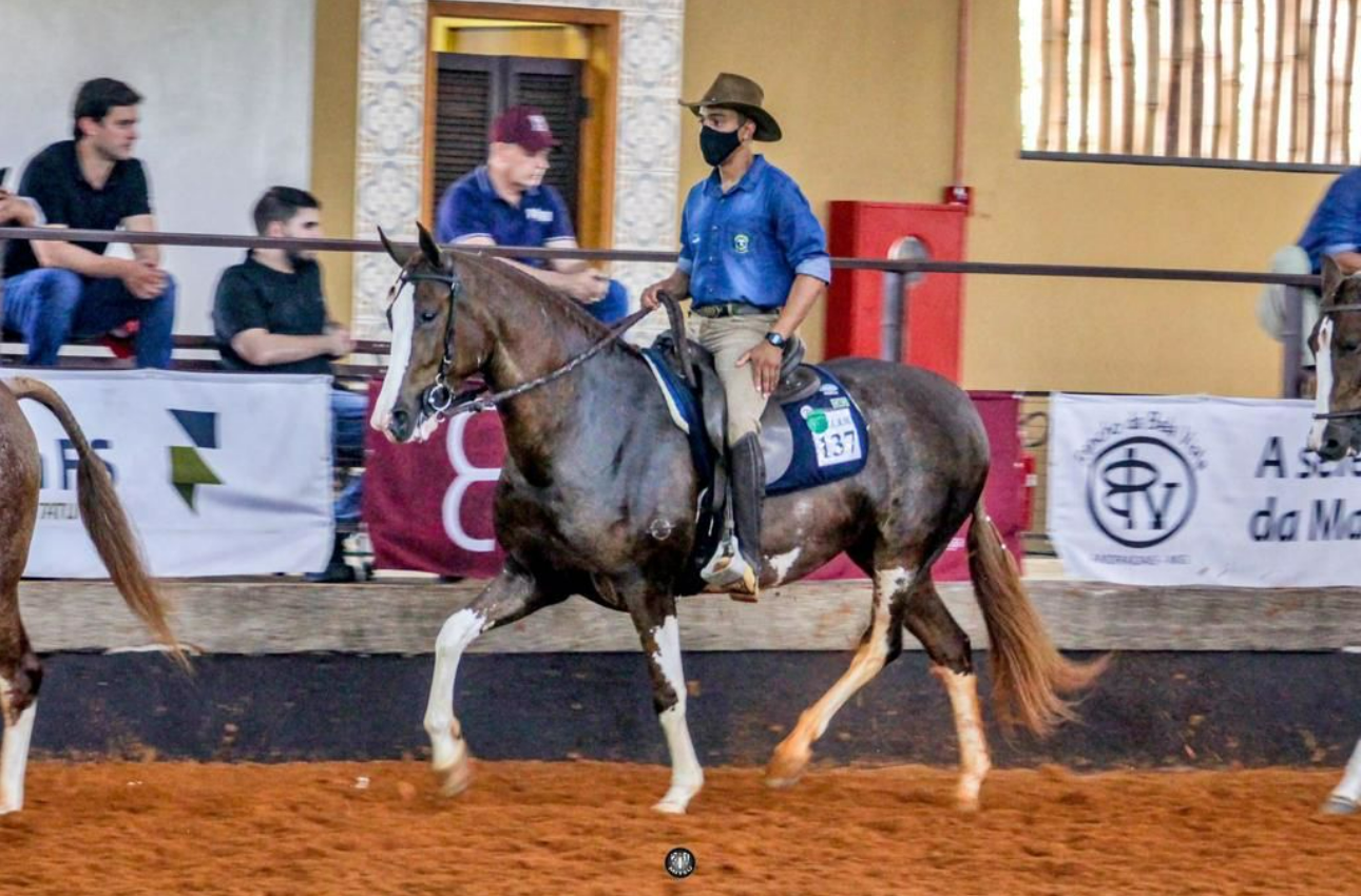 O maior evento da raça Mangalarga do Brasil começou e já comemora números expressivos. 44ª Exposição Nacional do Cavalo Mangalarga, realizada entre hoje (7)...