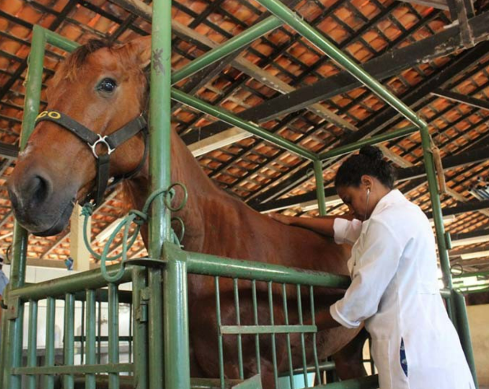 Dia do Médico Veterinário