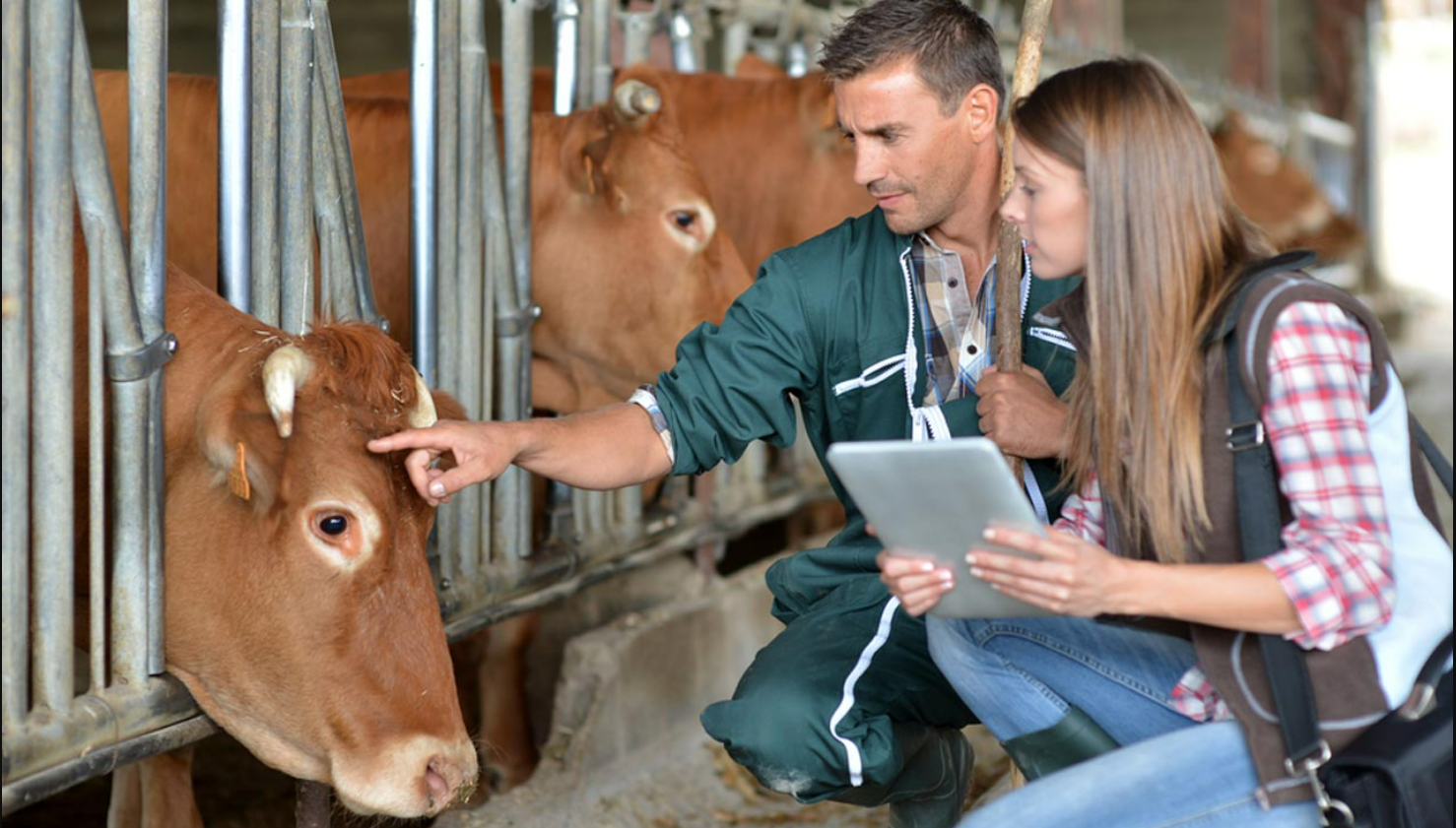 Em 9 de setembro de 1993 foi regulamentada a profissão de médico veterinário, transformando a data no dia oficial em comemoração à profissão. Desde então, a...