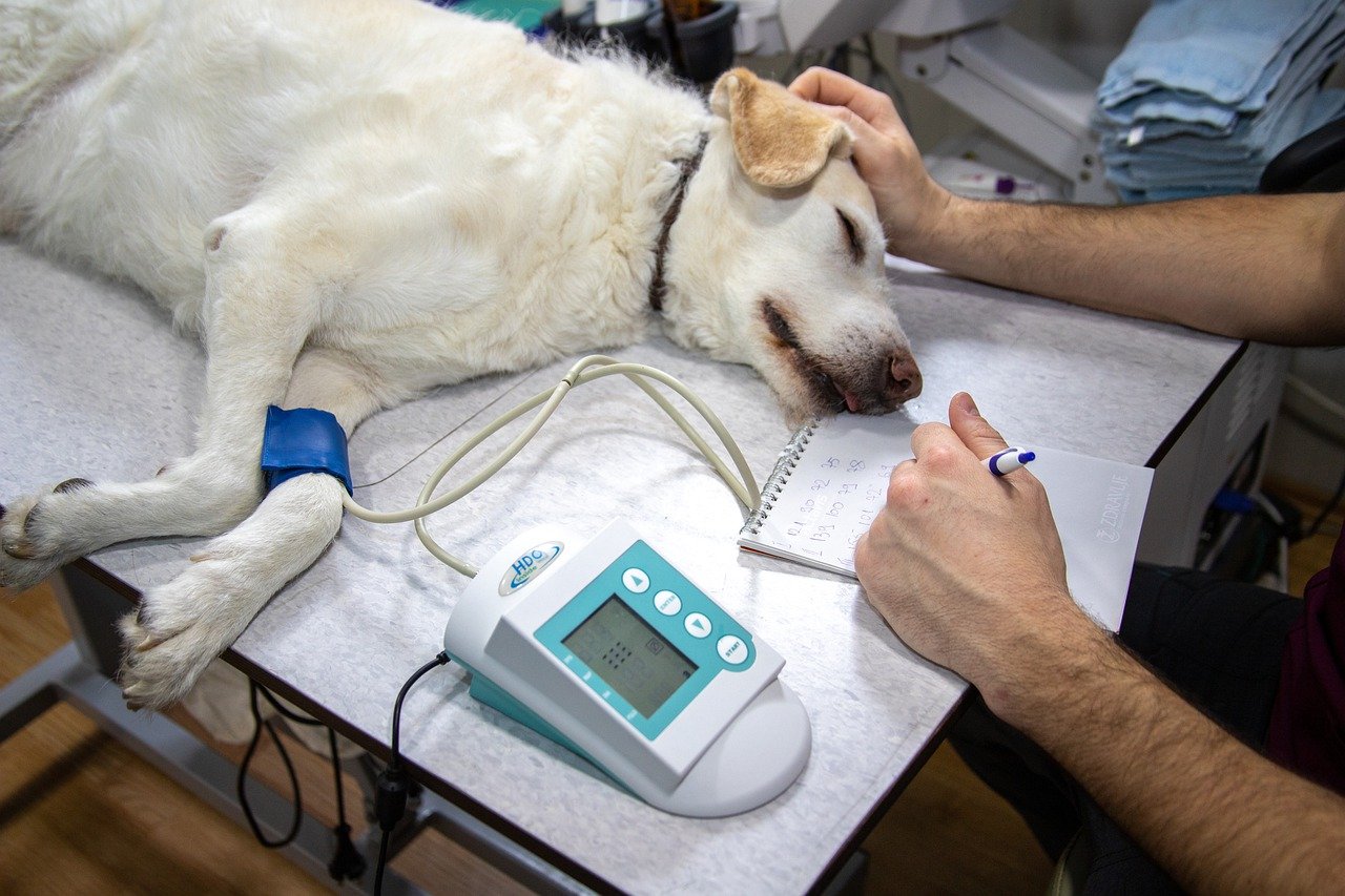 Em 9 de setembro de 1993 foi regulamentada a profissão de médico veterinário, transformando a data no dia oficial em comemoração à profissão. Desde então, a...