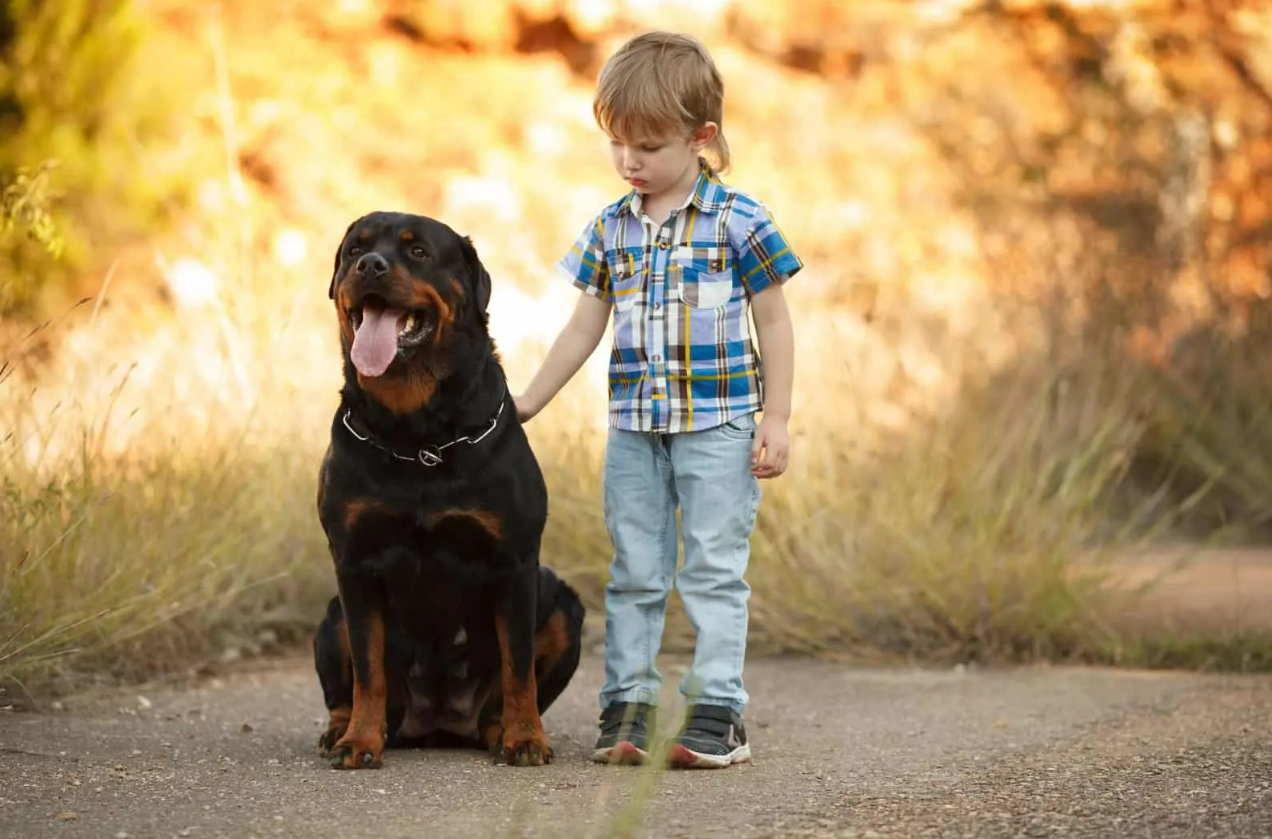 Crianças e pets: É cada vez mais comum ver perfis nas redes sociais repletos de fotos que registram momentos de interação entre pets e crianças...